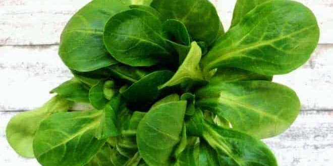 Feldsalat-auf-Holztisch