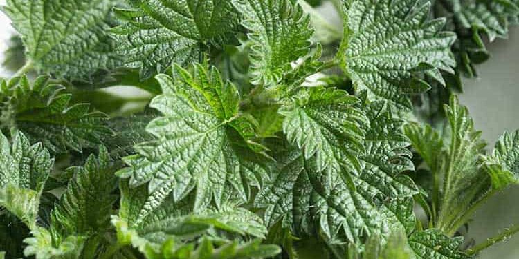 Brennessel Brennesselblätter Heilkraut