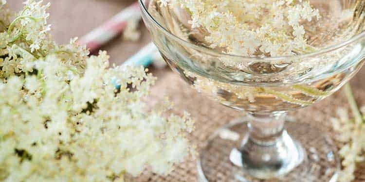 essblüten_holunder Blüten vom Holunder