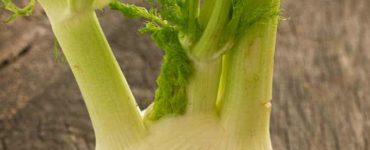 Fenchel in Knollenform