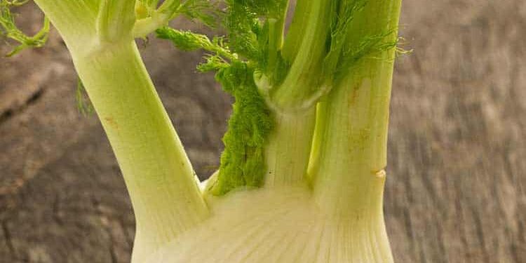 fenchel Fenchel in Knollenform