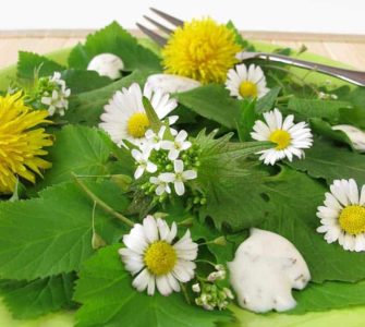Gänseblümchensalat auf grünem Teller