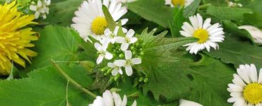 Gänseblümchensalat auf grünem Teller