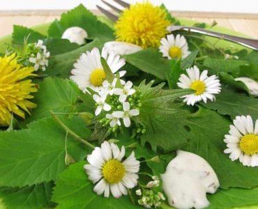 Gänseblümchensalat auf grünem Teller