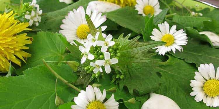 gaensebluemchen2 Gänseblümchensalat auf grünem Teller