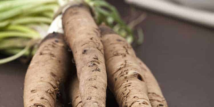 Frisch geerntete Schwarzwurzeln