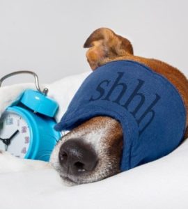 Hund mit Schlafmaske und Wecker auf weißem Kissen