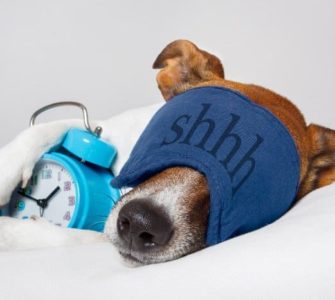 Hund mit Schlafmaske und Wecker auf weißem Kissen
