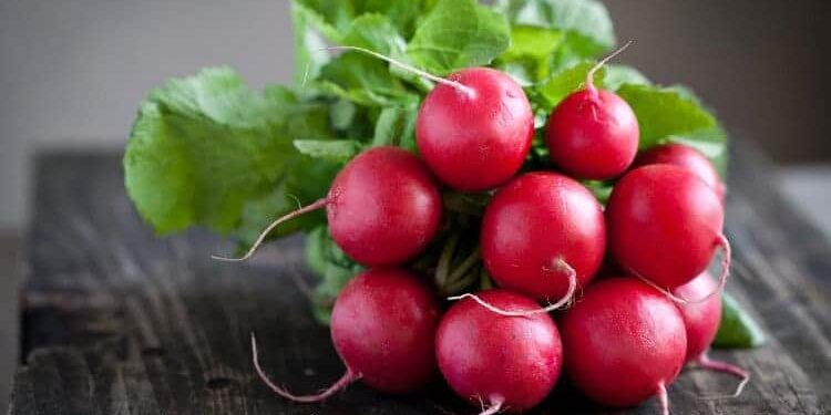 radieschen1 radieschen