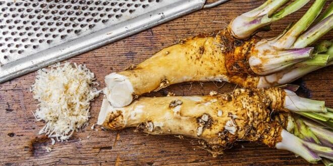 Zwei Meerrettich-Wurzeln, angerieben mit Reibe