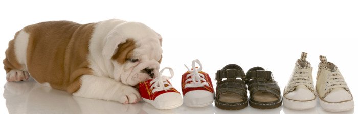 DIcker Hund frisst drei Paar Schuhe.