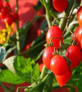 Strauch Tomaten auf einem Balkon.