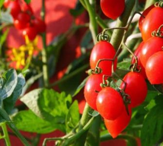 Strauch Tomaten auf einem Balkon.