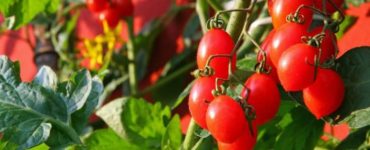 Strauch Tomaten auf einem Balkon.