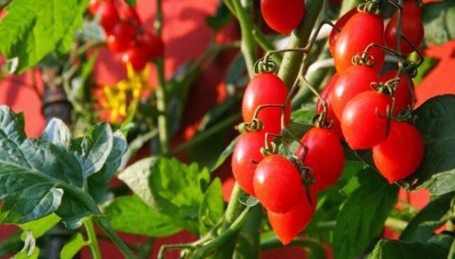 Tomaten auf dem Balkon Strauch Tomaten auf einem Balkon.