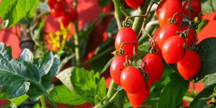 Tomaten auf dem Balkon Strauch Tomaten auf einem Balkon.