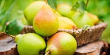 frisch gepflückte Birnen auf dem Tisch