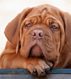 Hund ist müde