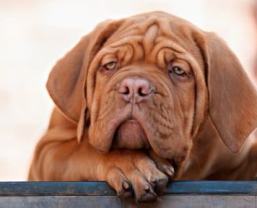 Hund ist müde