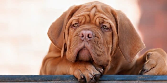 Müder Hund Hund ist müde