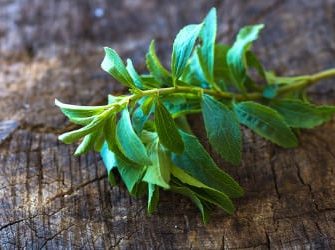 Stevia ist ein Zuckerersatzstoff