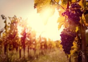 weintrauben am rebstock