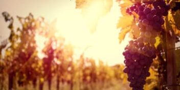 weintrauben am rebstock