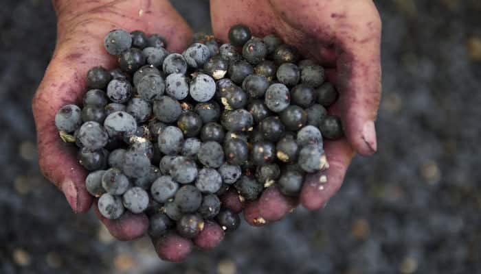 Açai Beeren in den Händen eines Pflückers