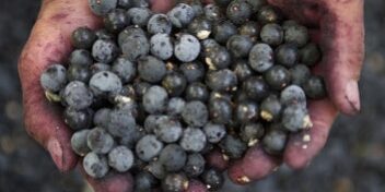 acaibeeren_353