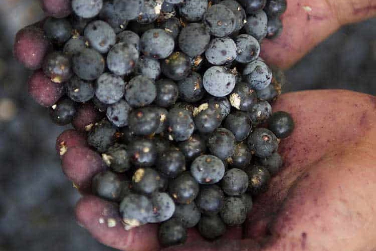 acai-beeren Frische Açai Beeren