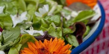 essbare-blumen-blueten_353