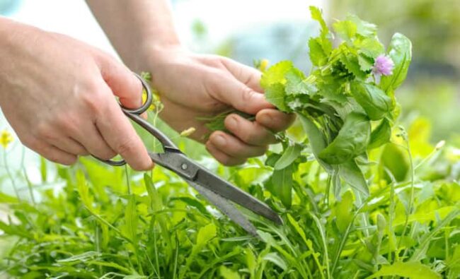 kraeuter-sammeln kräuter sammeln