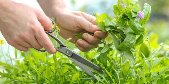 kraeuter-sammeln kräuter sammeln