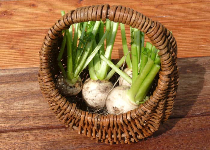 Frisch geerntete Mairübchen in geflochtenem Korb