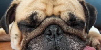 schlafmangel Für Schlafmangel gibt es viele anzeichen