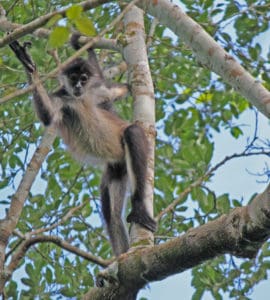 Äffchen hüpft von Ast zu Ast - Monkey Mind