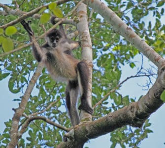 Äffchen hüpft von Ast zu Ast - Monkey Mind