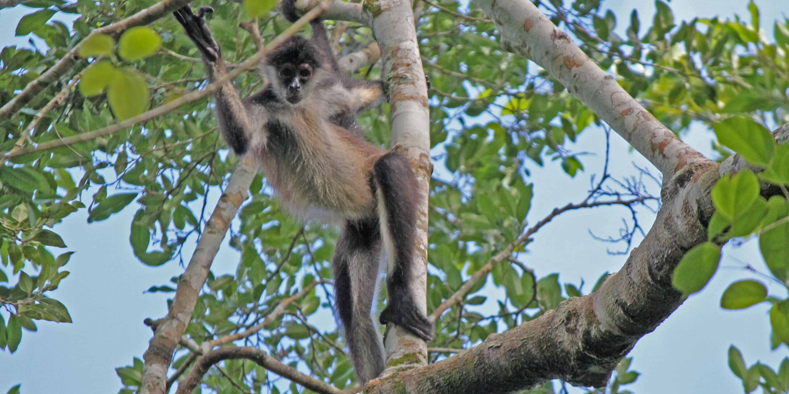 Monkey Mind Äffchen hüpft von Ast zu Ast - Monkey Mind