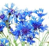 blaue kornblumen