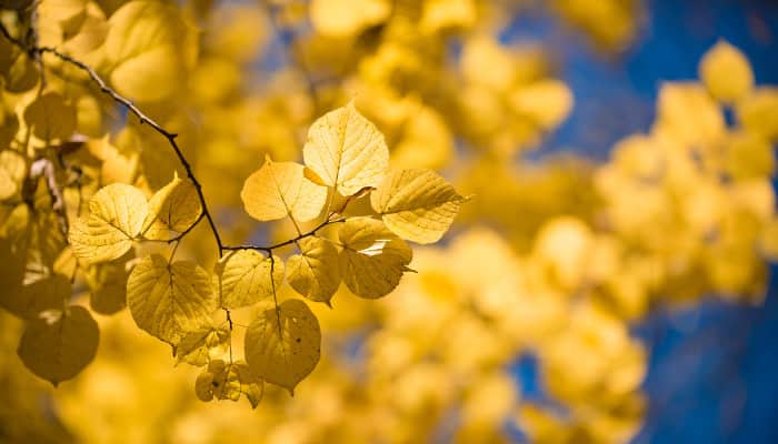 blätter im Herbst: Sonnenstrahlen versorgen dei Haut mit Vitamin D