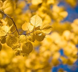 sonnenschein herbst vitamin d