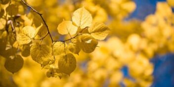 sonnenschein herbst vitamin d