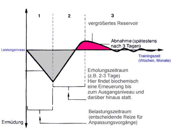 Modell der Superkompensation